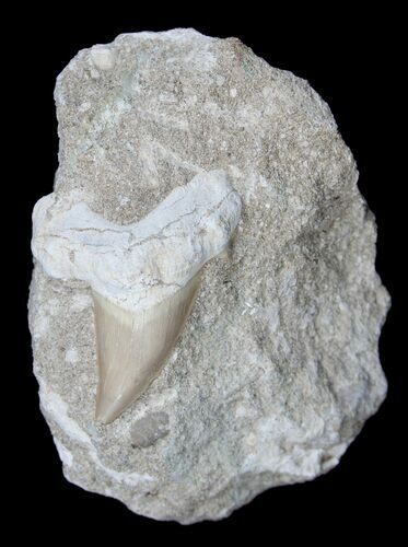 Large Fossil Otodus Shark Tooth In Matrix #1723